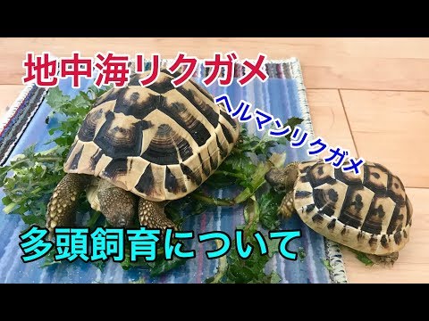 チチュウカイリクガメについて詳しく解説