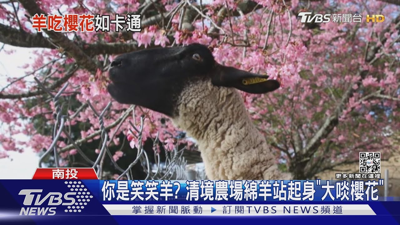 你是笑笑羊? 清境農場綿羊站起身「大啖櫻花」