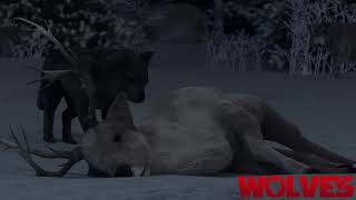 #BIFF2020 Wide Angle - Wolves / 와이드 앵글 - Wolves