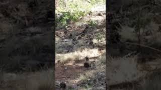 preview picture of video 'Utah Macalik camping trip deer find 2 July 22nd 2018'