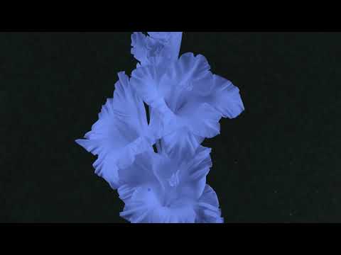 Jesse Malin - Tall Black Horses (Official Visualizer)