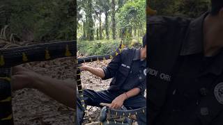 Download lagu The Sumatran black-striped cat snake is very aggressive mp3
