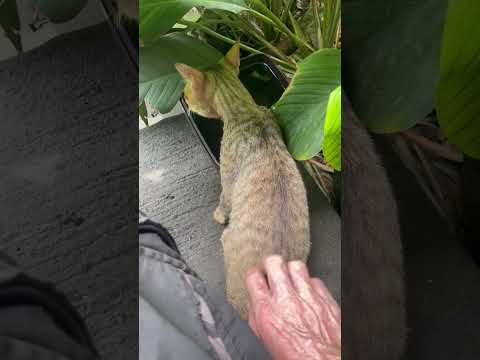 Aldis Ferlach O'Peigh 21 - Cowboy Reasoning and Hillbilly Reckoning - Rules to live by