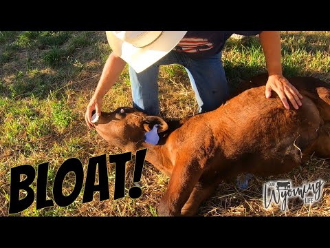 , title : 'Treating a Calf for Bloat'