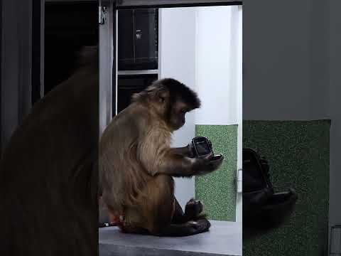 Małpka kupuje telefon.