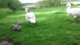 The Tranquil Otter Swans and their babies. Pt 5.