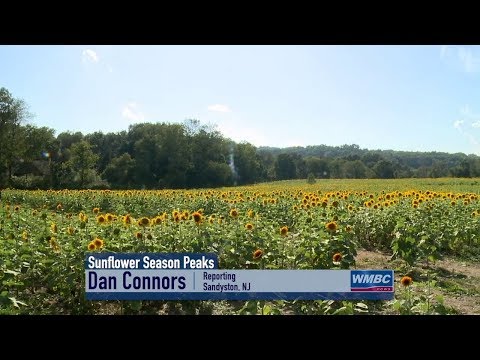 NJ Sandyston Township Sunflower Season Peaks