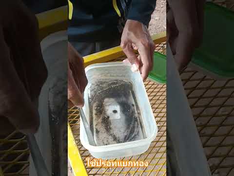 Separating gold from sediment using mercury #gold #goldmelting #outdoorstudy
