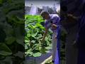 Echo Park's All Natural Fountain | Visiting with Huell Howser