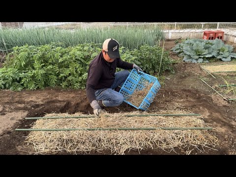 種まきに関する10の質問と回答 トピックス