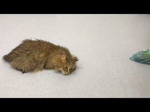 Вестибулярный синдром у кошки // vestibular syndrome in a cat