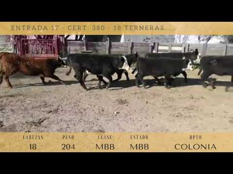 Lote 18 Terneras 15 CARETAS,  3AAxHE 204kg -  en PASO ZABALA