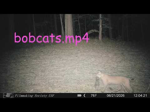 bobcats.mp4 — Trailer (Inglês)