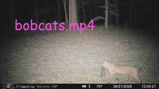 bobcats.mp4