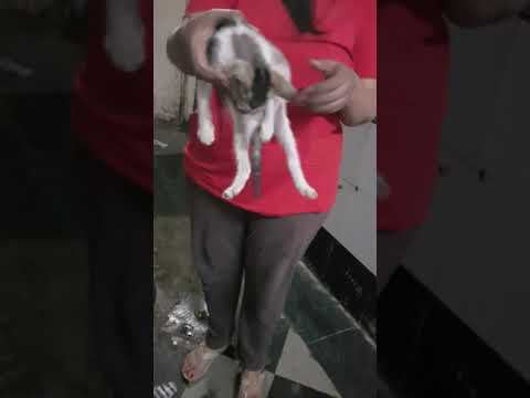 Just Smile Charitable Trust  onstreet Medication videos(2)