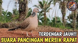 Download lagu SUARA PANGGILAN TERKUKUR MERSIK RAPAT MEMBUAT BURUNG LAIN IKUTAN GACOR mp3
