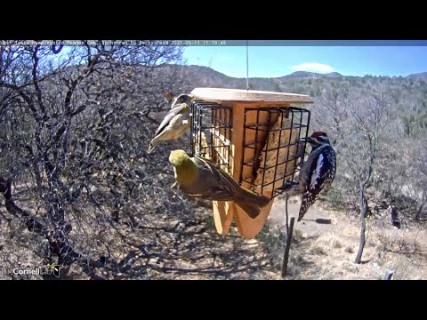 New Cam Species: Yellow-bellied Sapsucker Visits West Texas Feeders – May 11, 2021