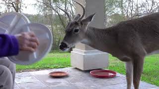 Bambi visits (338)