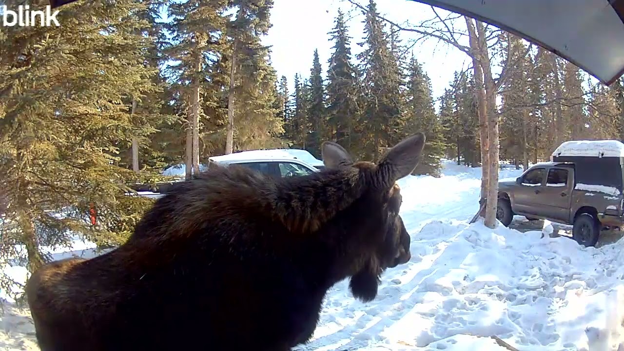 Moose at the Front Door || ViralHog