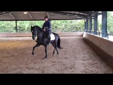 Stunning Black PRE Stallion 165cm 2014