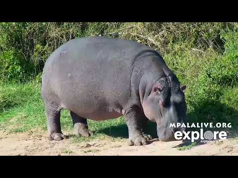 Hippo Highlights June 2025