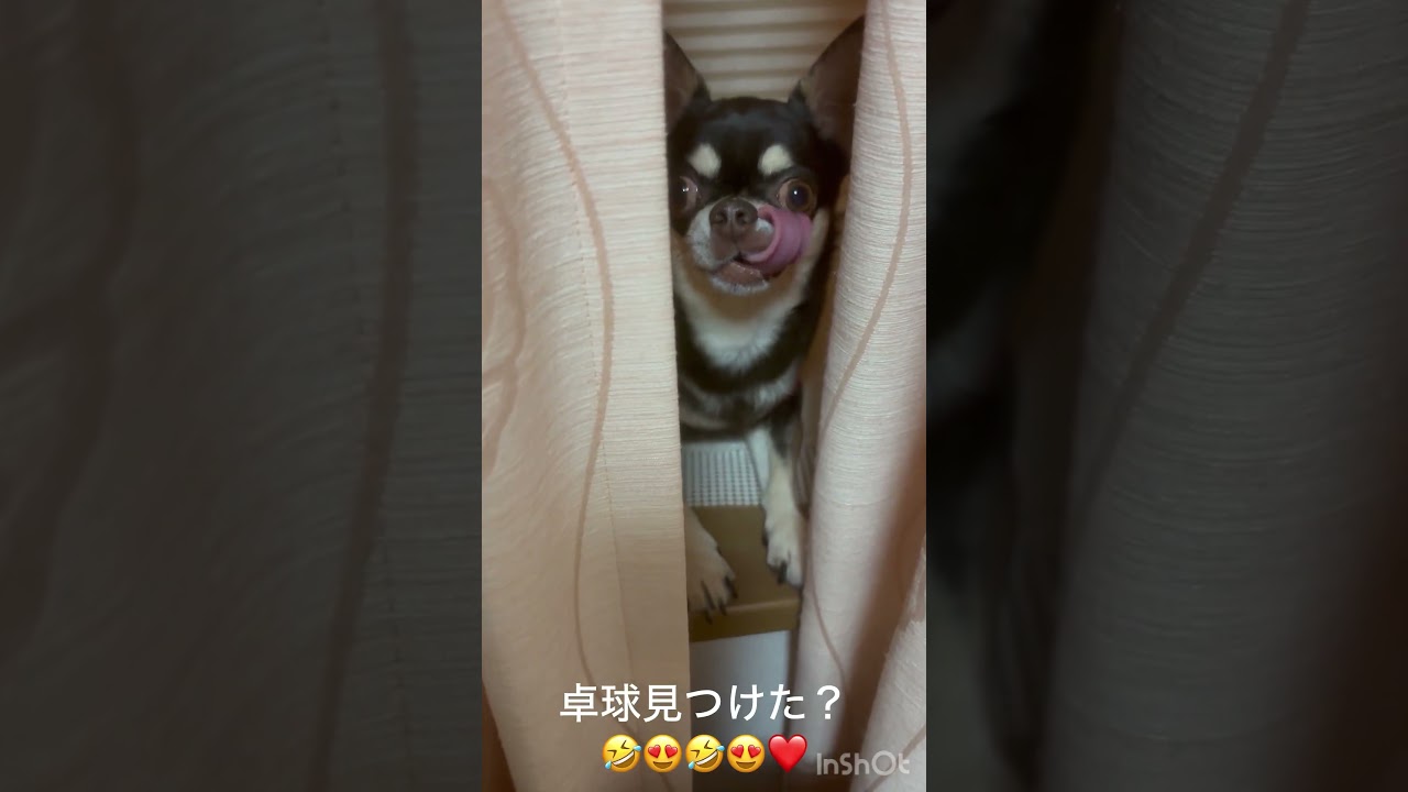 ワンちゃん日常＃探したらこちで隠れている😍🤣❤️👍