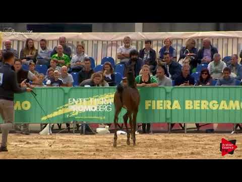 N.69 NICHE REGALIS - Bergamo 2018 - Futurity Fillies (Class 12)