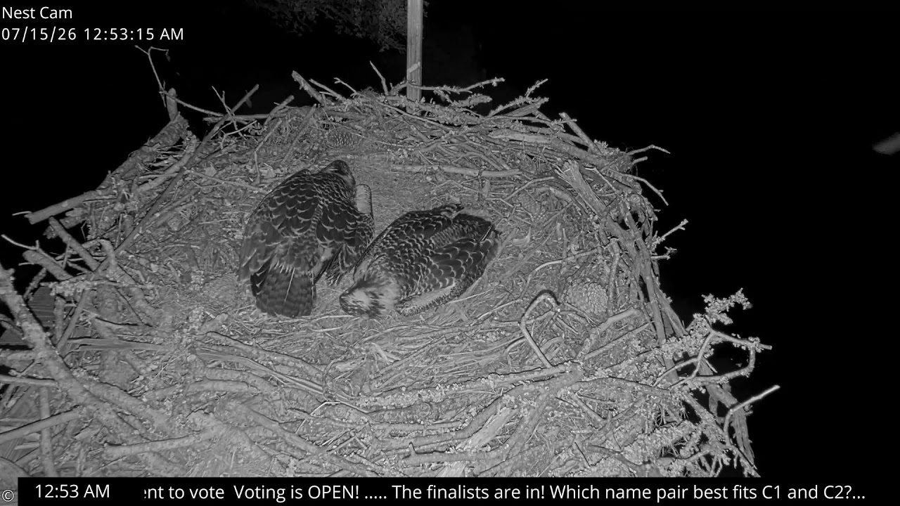 Live webcam view of OBX Osprey Nest Cam
