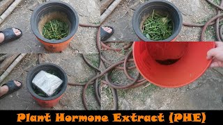 Ep.21 Plant Hormone Extract (PHE)