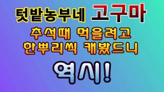[텃밭농부. 1,233]  텃밭농부네 고구마. 추석을 위해서 한포기씩 캐 봤드니 역시! #고구마재배