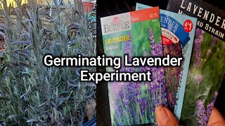 How To Germinate Lavender Seeds With Stratification- A Little Experiment