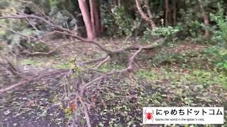 葛西臨海公園 台風19号 被害