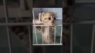 【子猫】遊んでにゃー　伊達みきお　安倍晋三