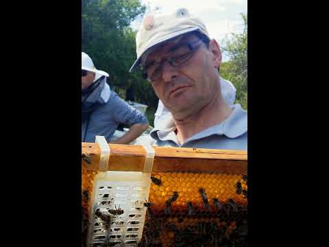 (20) Towards varroaresistence with Ralph Büchler