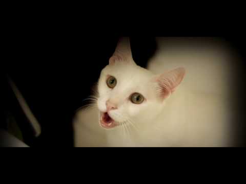 Rihanna - Pour It Up - Cats Cover