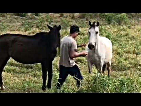 ROUBARAM MEUS CAVALOS 😭😭