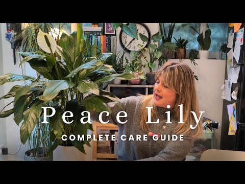 Ultimate Peace Lily Care Guide | How to Grow & Maintain a Thriving Peace Lily Indoors 🌿 ✨