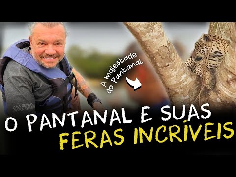 THE JAGUARS ARE HERE! AN UNFORGETTABLE ENCOUNTER WITH THE MAJESTY OF THE PANTANAL!