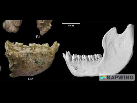 Gigantopithecus blacki vs Mountain Gorilla mandible comparison