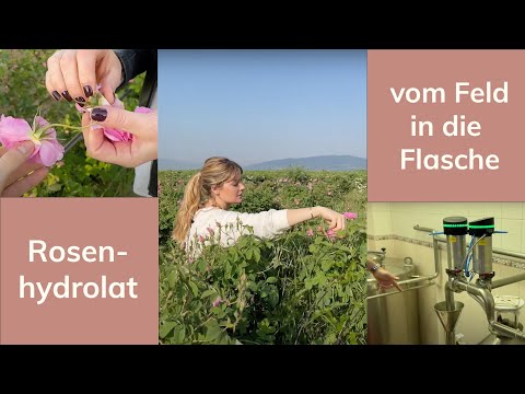 Ein Besuch bei den nkm Landwirten: Wie wird Rosenhydrolat hergestellt?