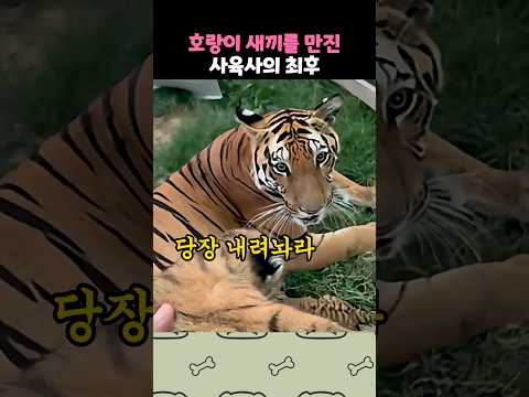 호랑이 새끼를 건든 남자의 최후