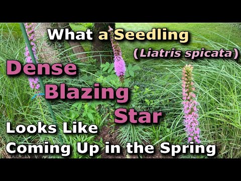 What a Seedling Dense Blazing Star (Liatris spicata) Looks Like Coming Up in the Spring