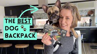 The Best Way to Protect Your Dog in Hot Weather