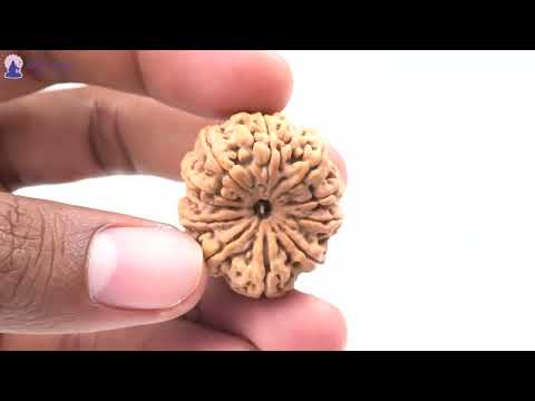 Rudraksha Product Image