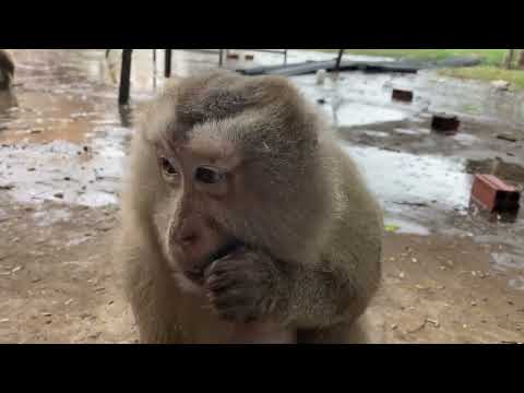Monkey Eating Softly in rain– Pure Natural Sounds to Relax & Sleep.