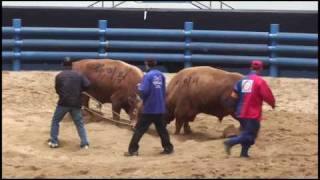 preview picture of video 'Cheongdo - Cheongdo Bullfighting Festival 2010 (2010 청도소싸움축제)'