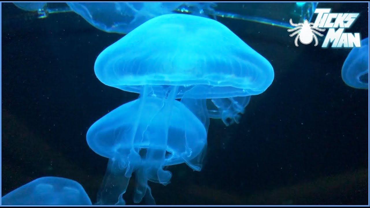 Saiba tudo sobre os cnidários