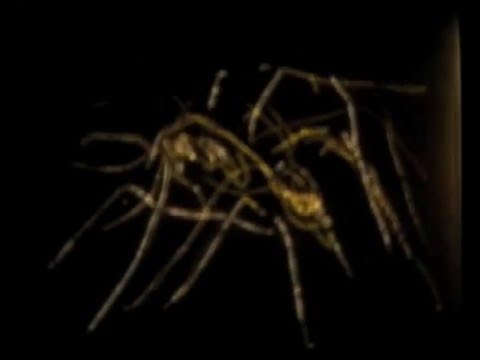 Video thumbnail for Good Morning Spider