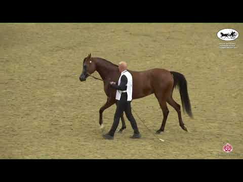 N 192 ROYAL TITANIA AS   Qatar National Arabian Horse Championship 2022   Fillies 2 Years Old Class