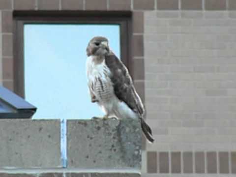7 30 2013 cornell red tailed hawk ezra on kennedy, foot up